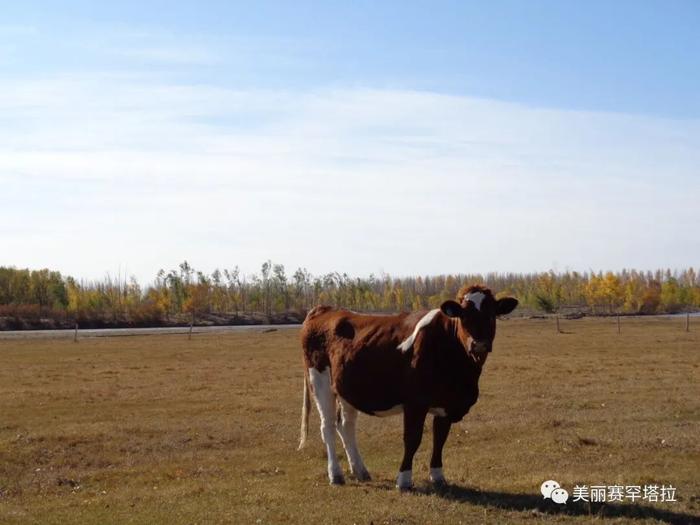 【赛罕塔拉苏木】肉牛改良显成效 拓宽牧民致富路