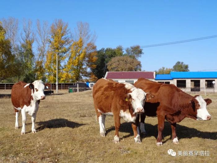 【赛罕塔拉苏木】肉牛改良显成效 拓宽牧民致富路