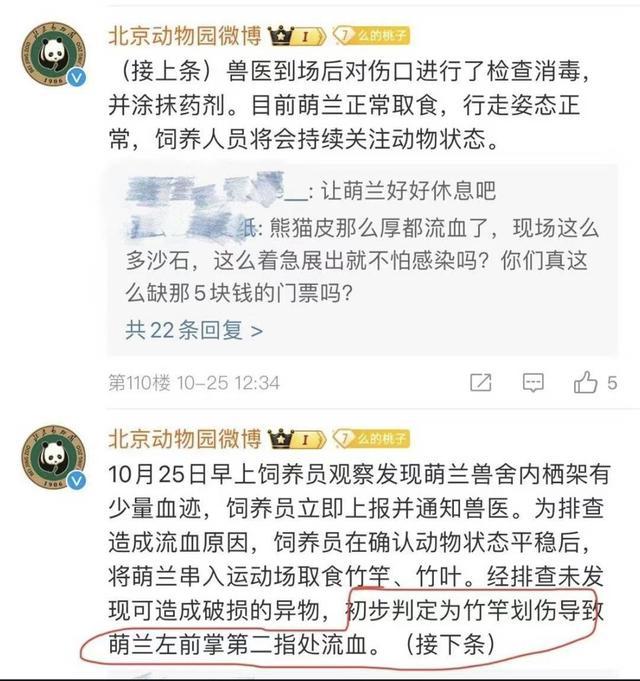 大熊猫“萌兰”手掌受伤流血 北动回应：未见异物 初步判定位竹竿划伤