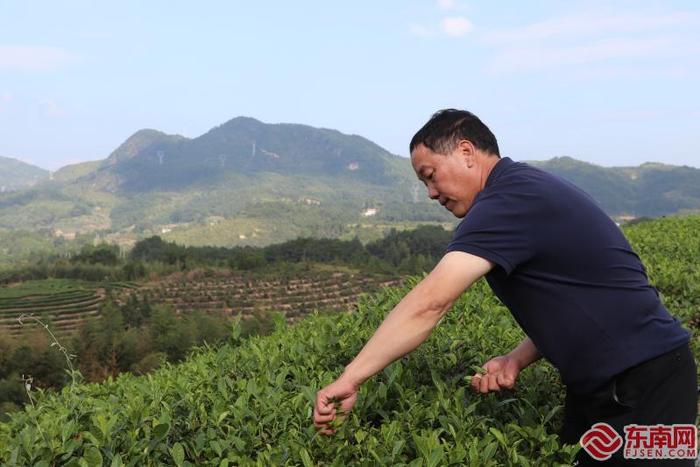 山海人家·共同富裕的故事｜永泰可“贵”，茶旅融合，同安镇共绘致富图景