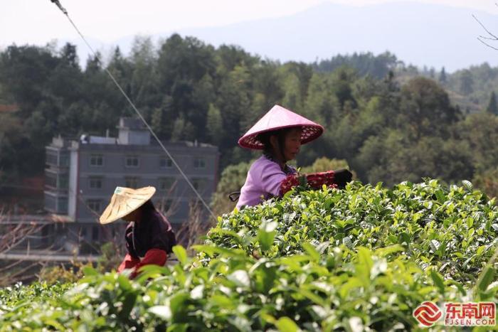 山海人家·共同富裕的故事｜永泰可“贵”，茶旅融合，同安镇共绘致富图景