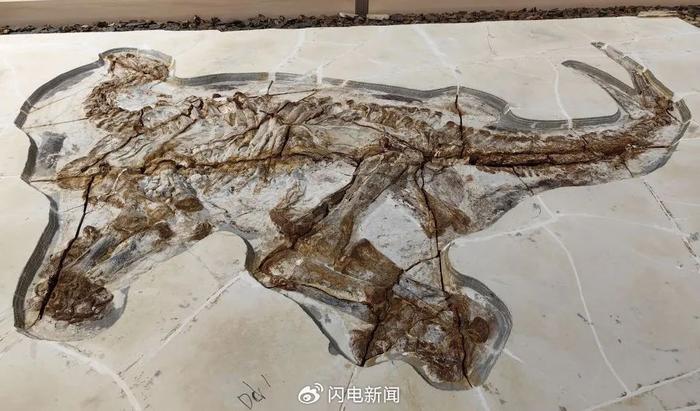1.3亿多年前恐龙皮肤化石长什么样？临沂大学团队最新重大发现揭秘