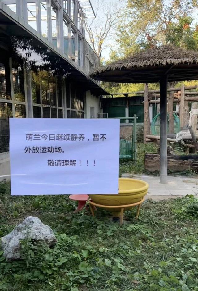 大熊猫“萌兰”手掌受伤流血 北动回应：未见异物 初步判定位竹竿划伤