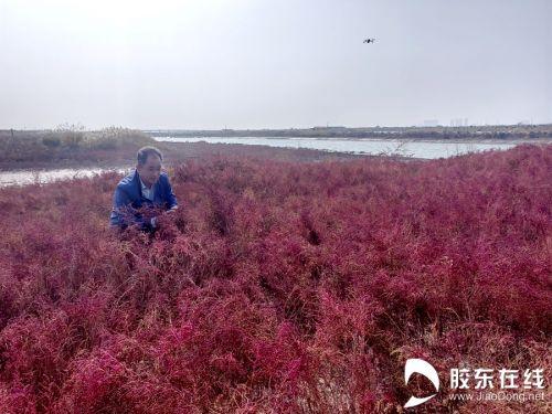 蔚蓝计划·“海”好有你｜“老海洋人”赵明波：盐碱滩上“种画” 生态海里“卖碳”