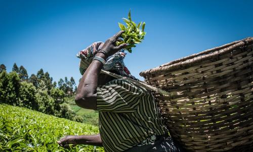 非洲红茶、紫茶起风潮，江西心路远助国人随饮随健康