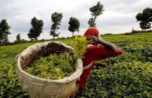 非洲红茶、紫茶起风潮，江西心路远助国人随饮随健康