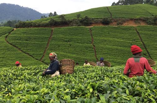 非洲红茶、紫茶起风潮，江西心路远助国人随饮随健康