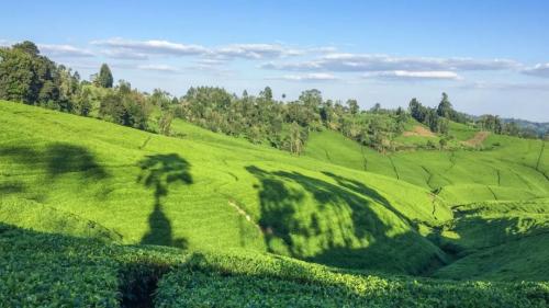 非洲红茶、紫茶起风潮，江西心路远助国人随饮随健康