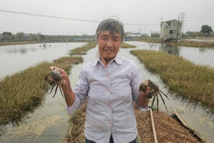 奉贤平安蟹上市！既有河蟹的清香味，又有海产品的鲜美