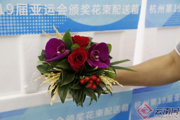 云南省农科院花卉所自育月季品种“赤子之心”结出累累硕果
