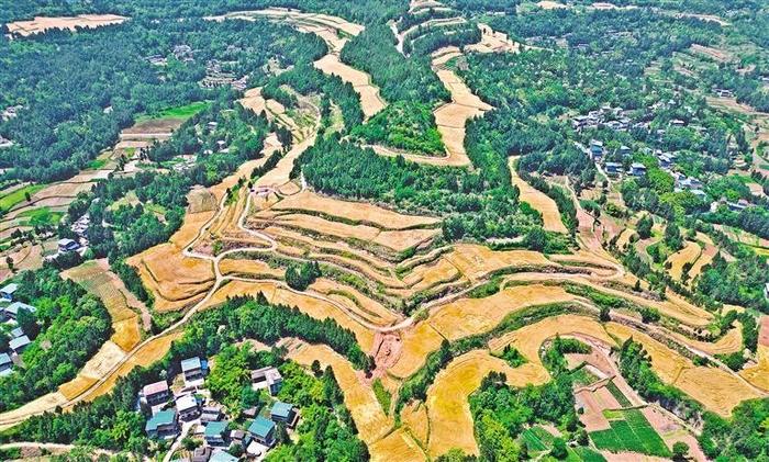 这里的撂荒耕地是如何“清零”的——对四川省的深度调查