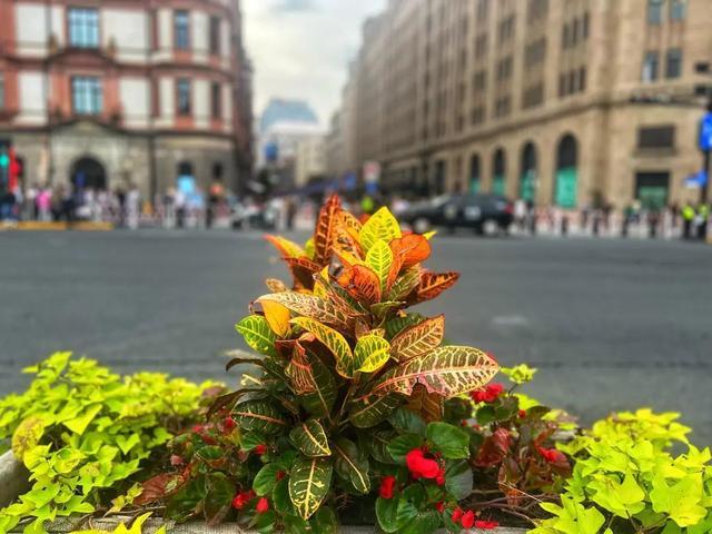 黄浦赏秋地图丨外滩风景带：秋意渐浓花正艳