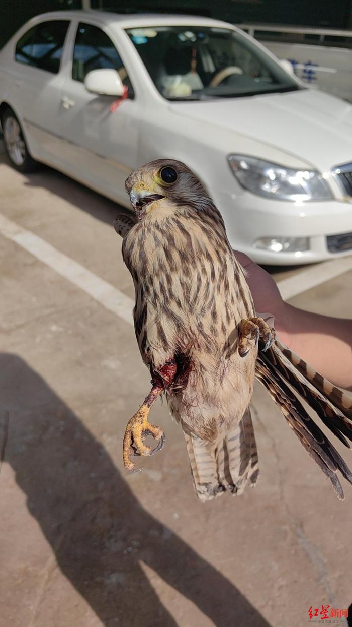 “这里有一只鸟受伤了，请你们帮帮它！”一通电话救下国家重点保护动物