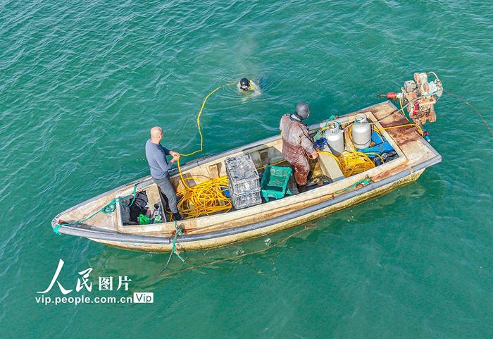 山东荣成：秋季海参开始收获