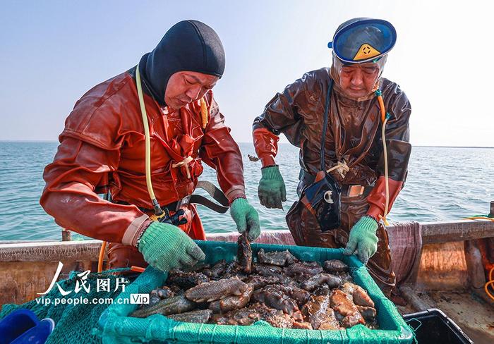 山东荣成：秋季海参开始收获