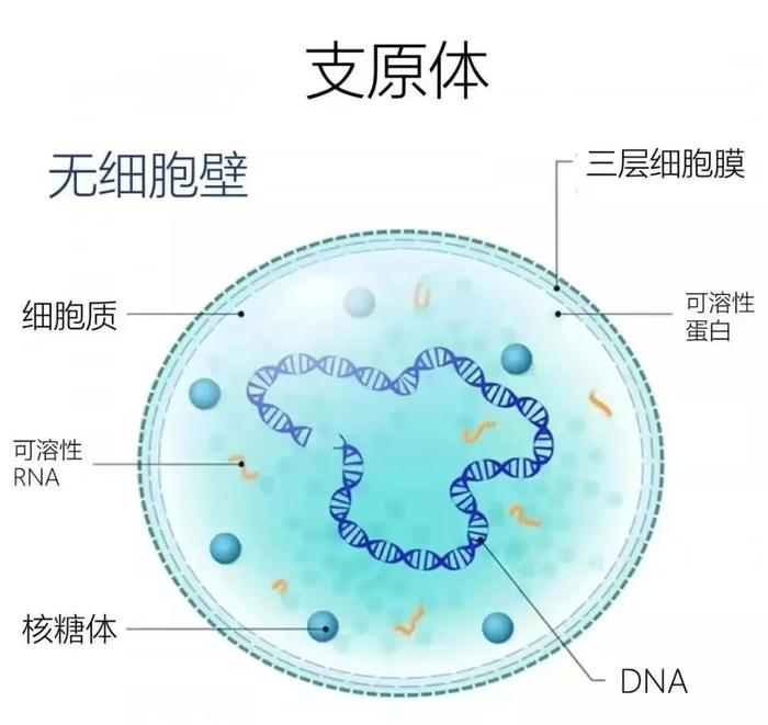 孩子咳嗽总不好？大人深夜总忍不住咳嗽？有可能是这种“微生物”在作怪！