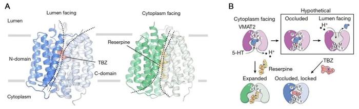 Nature | 张哲/李佳学共同揭示囊泡单胺转运蛋白VMAT2的药物抑制及底物转运机制