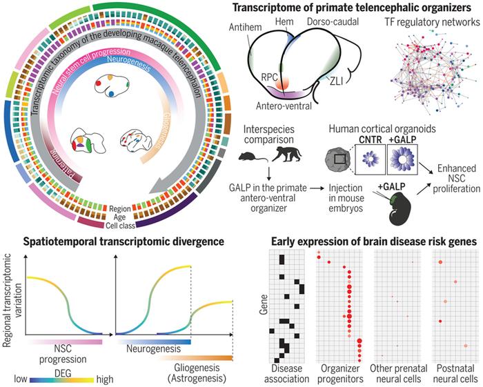 Science | 鉴定出灵长类动物大脑发育的关键基因