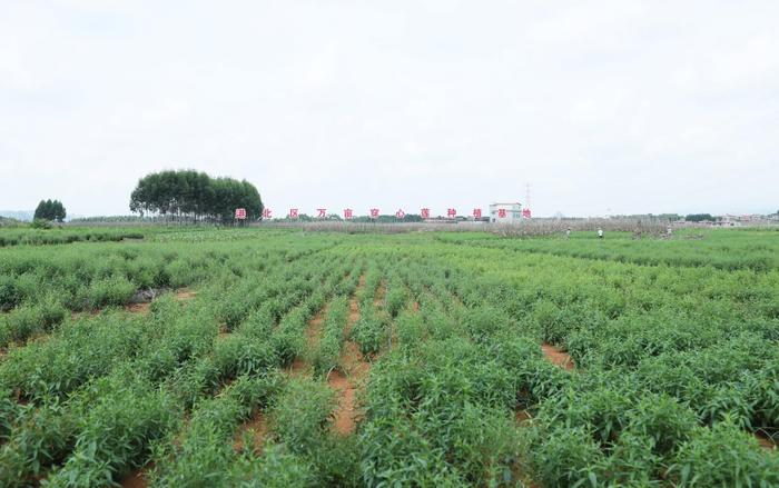 广西港北区打造有竞争力的生物医药产业集群