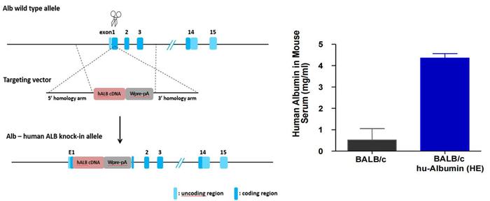 系列FcRn/Albumin双人源化动物模型的开发及其在血清白蛋白相关长效药物研发中的作用