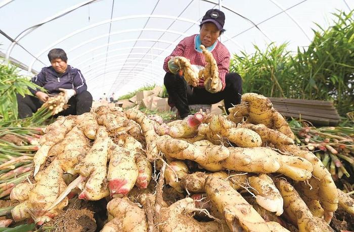 磁县：时村营乡小屯洼村姜农在收获生姜