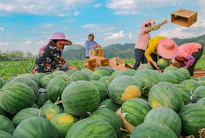广西梧州：西瓜丰收供市场
