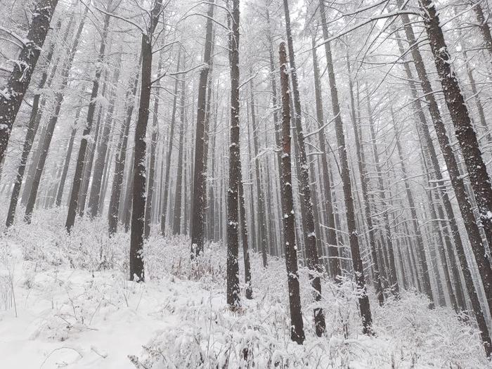 石家庄驼梁迎来临冬初雪！河北大范围雨雪开始，持续至……