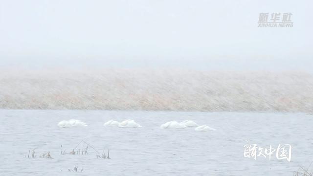 瞰中国｜内蒙古霍林郭勒：天鹅沐雪舞翩跹