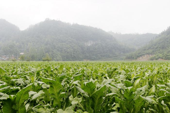 湖北利川：从“烟叶”到“烟业”的致富转变