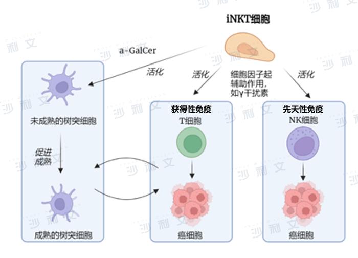 医疗观察丨恶性肿瘤的细胞免疫治疗现状与iNKT细胞疗法新进展