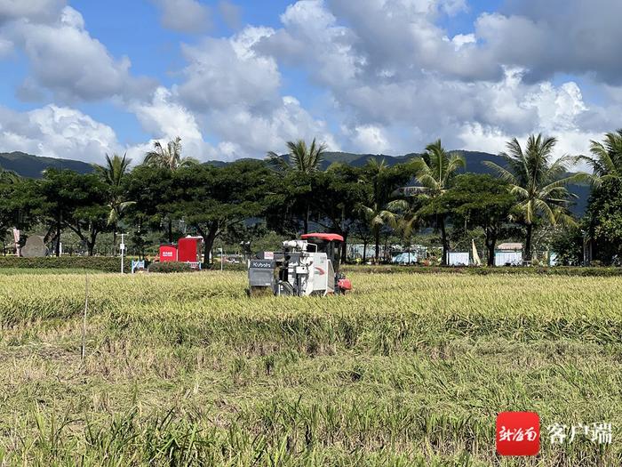 果然有种丨海南连续三年实现“杂交水稻双季亩产3000斤”攻关目标