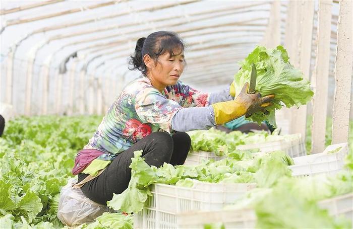 生菜种植富了郑东内村民