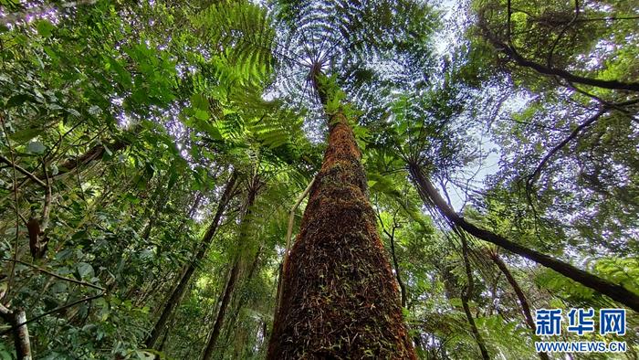 云南宁洱：植物“活化石”桫椤分布面积超3000亩