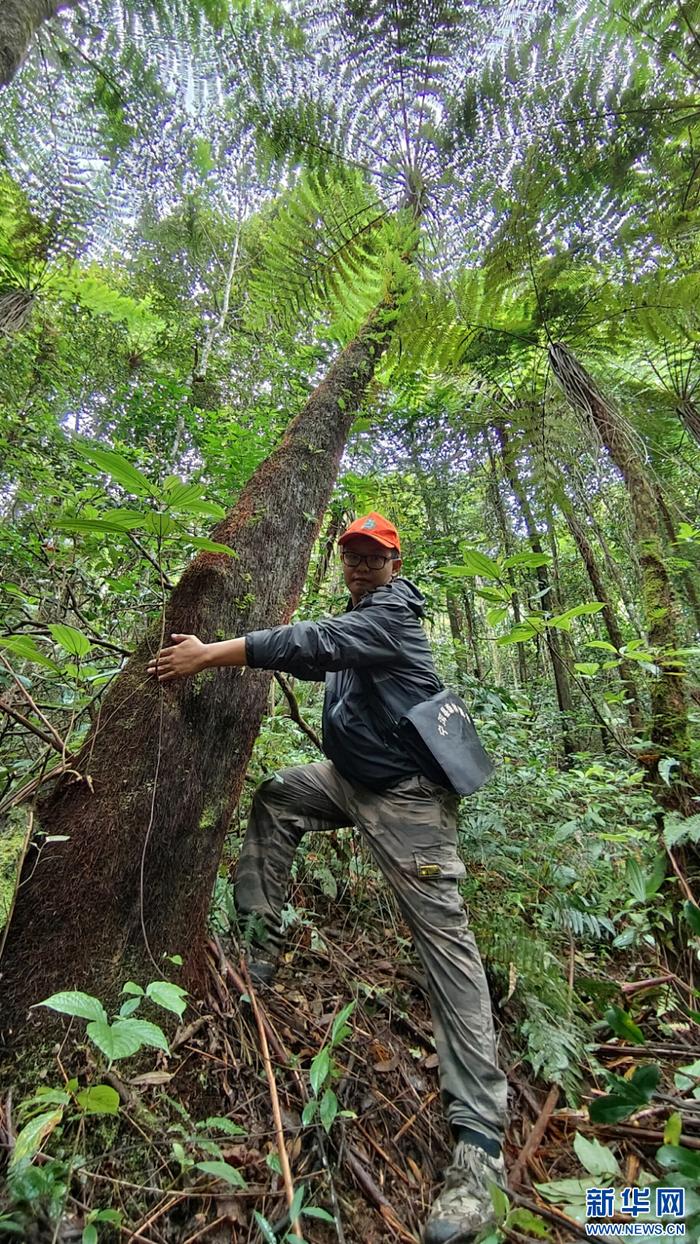 云南宁洱：植物“活化石”桫椤分布面积超3000亩