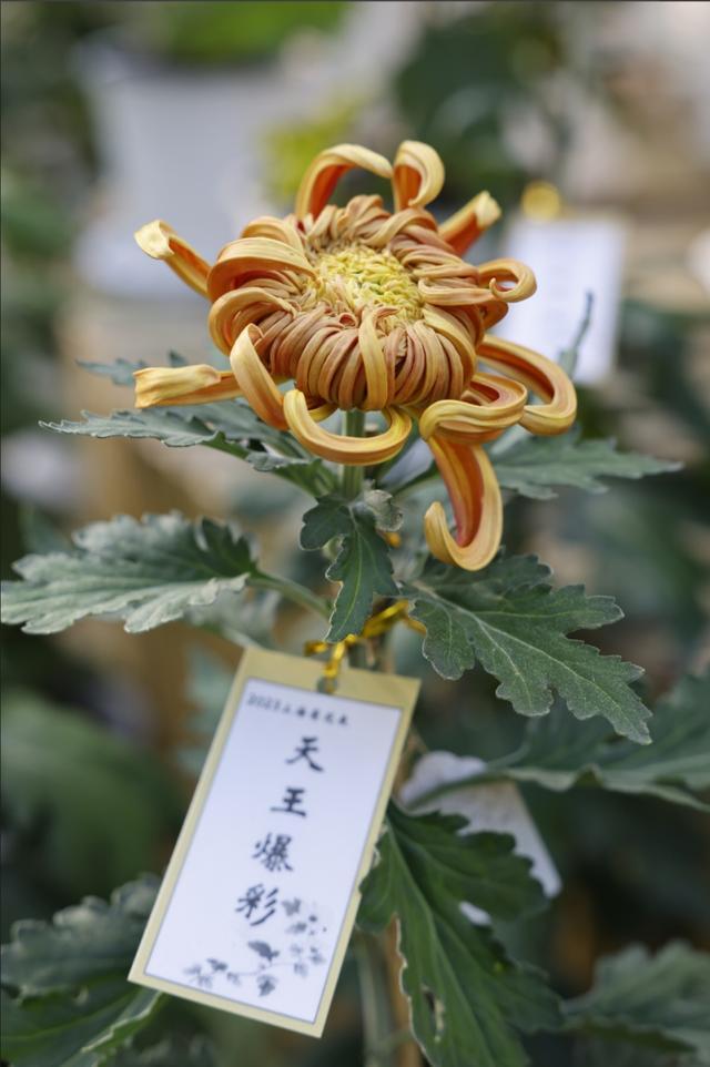 上海各大公园菊花展开幕！乘坐公共交通去打卡