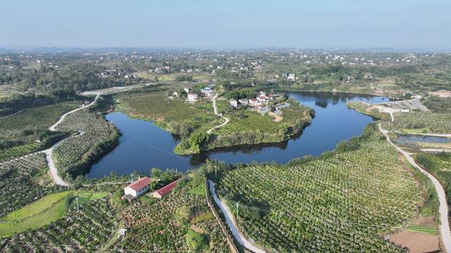 四川武胜观音塘村大雅柑获得进入国际市场通行证 2024年出口有望实现零的突破