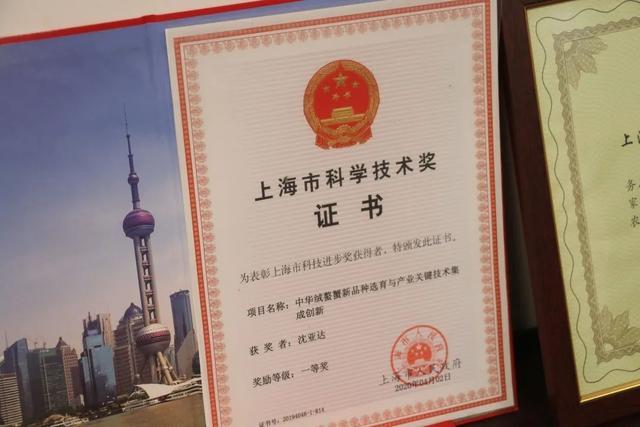 崇明这位“老蟹农”，对自家养的清水蟹有两个要求