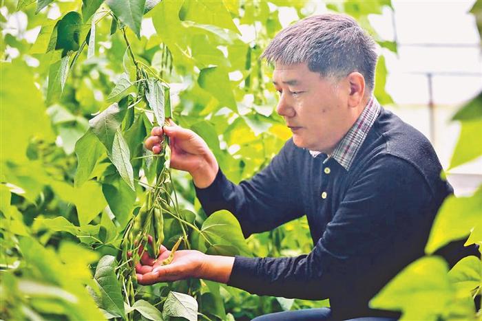 新视界｜黑龙江大学研究团队成功进行科技成果转化——让一株豆角长出“金豆子”