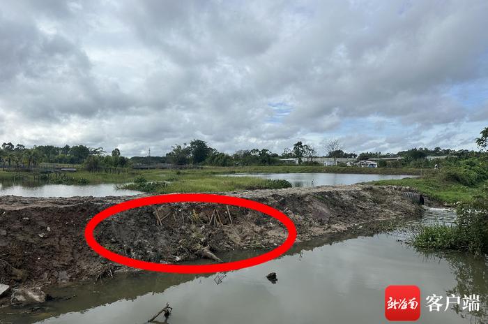 海口一湿地公园排水冲淹附近成片草莓 施工单位：会与农户商谈后续问题