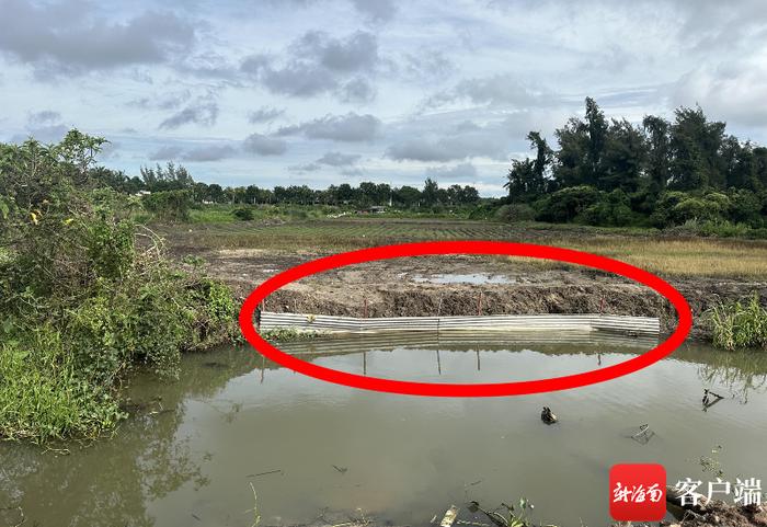 海口一湿地公园排水冲淹附近成片草莓 施工单位：会与农户商谈后续问题