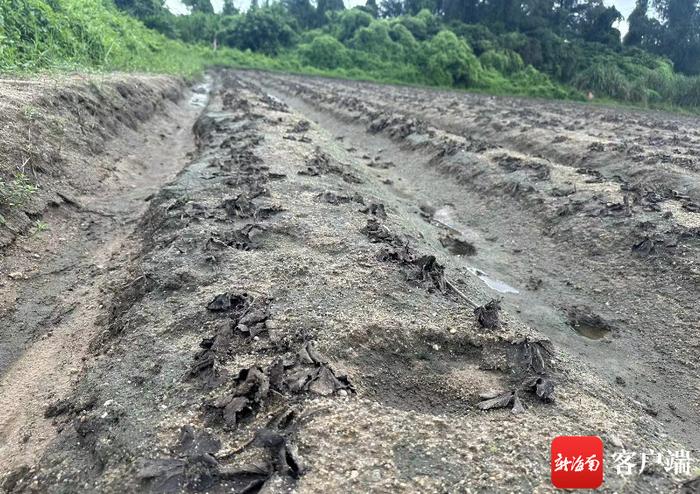 海口一湿地公园排水冲淹附近成片草莓 施工单位：会与农户商谈后续问题