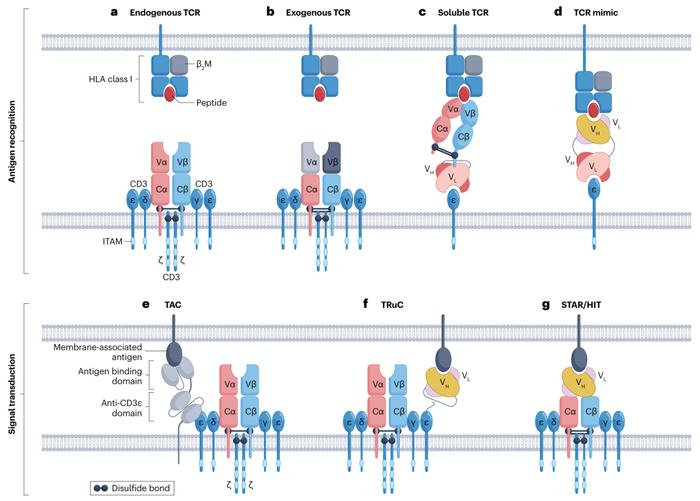 7种基于TCR疗法的分子结构