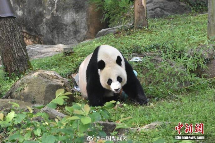 旅居美国的大熊猫“美香”一家将乘飞机回国