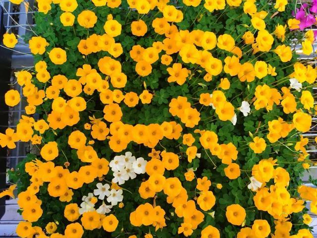 上海植物园酢（cù）浆草观赏季来临，赏花最佳时间推荐
