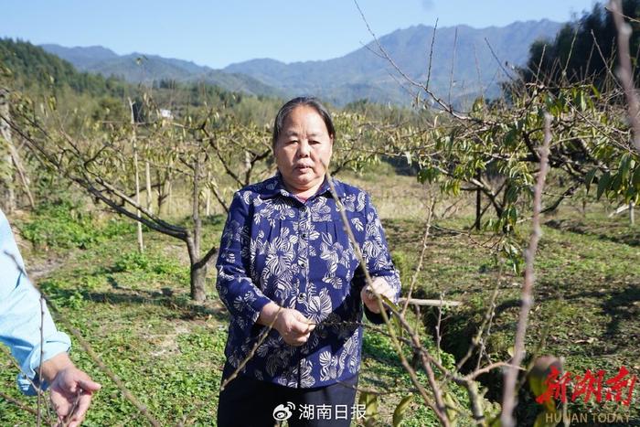 穷山村成了闻名遐迩的“水果之乡”