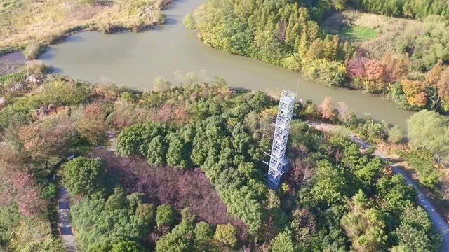 诚邀36位小生态学家，与专业导师组团探索申城的林业