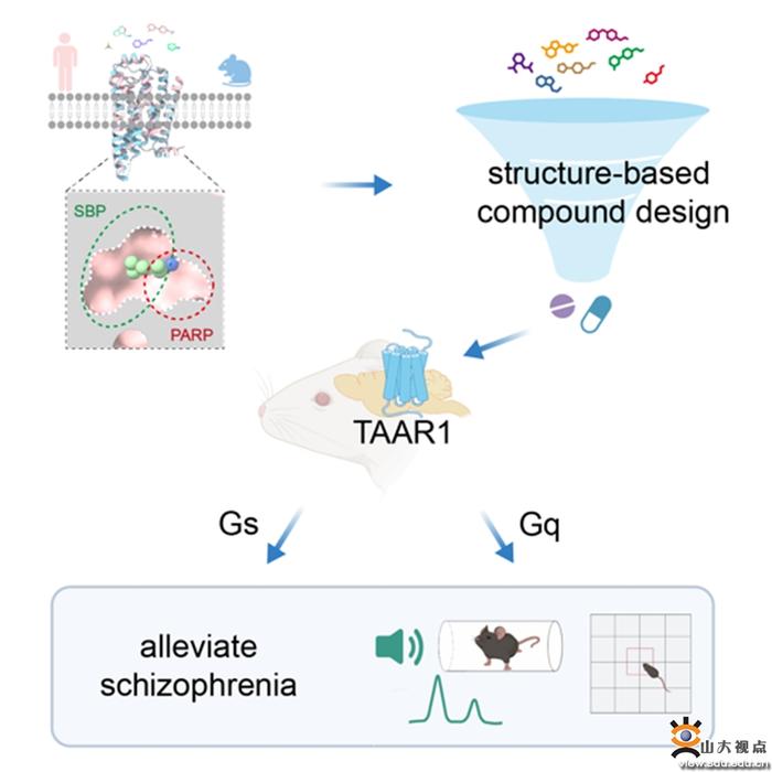 Cell发文！孙金鹏团队与合作者开发治疗精神分裂症的TAAR1靶向新药物