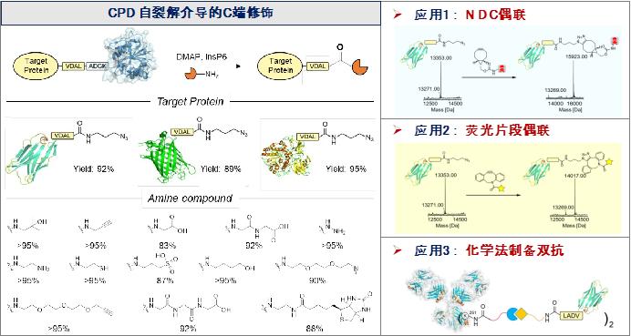 Nat Commun | 上海药物所黄蔚课题组发展蛋白质C端化学修饰新方法