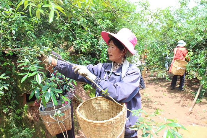 楚雄大姚：绿色经济让绿水青山成了“靠山”