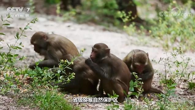 珠海有位“猴王”不住花果山，住在......